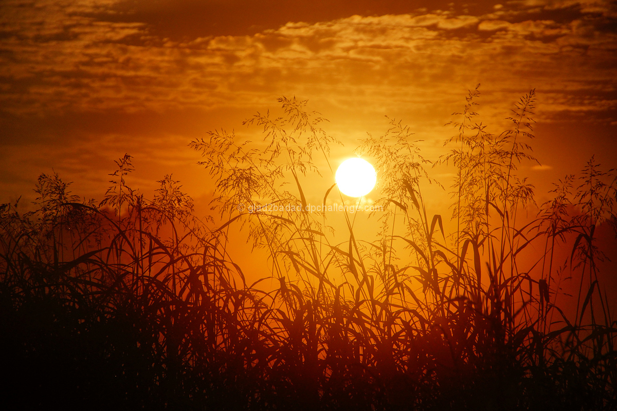 Country Morning