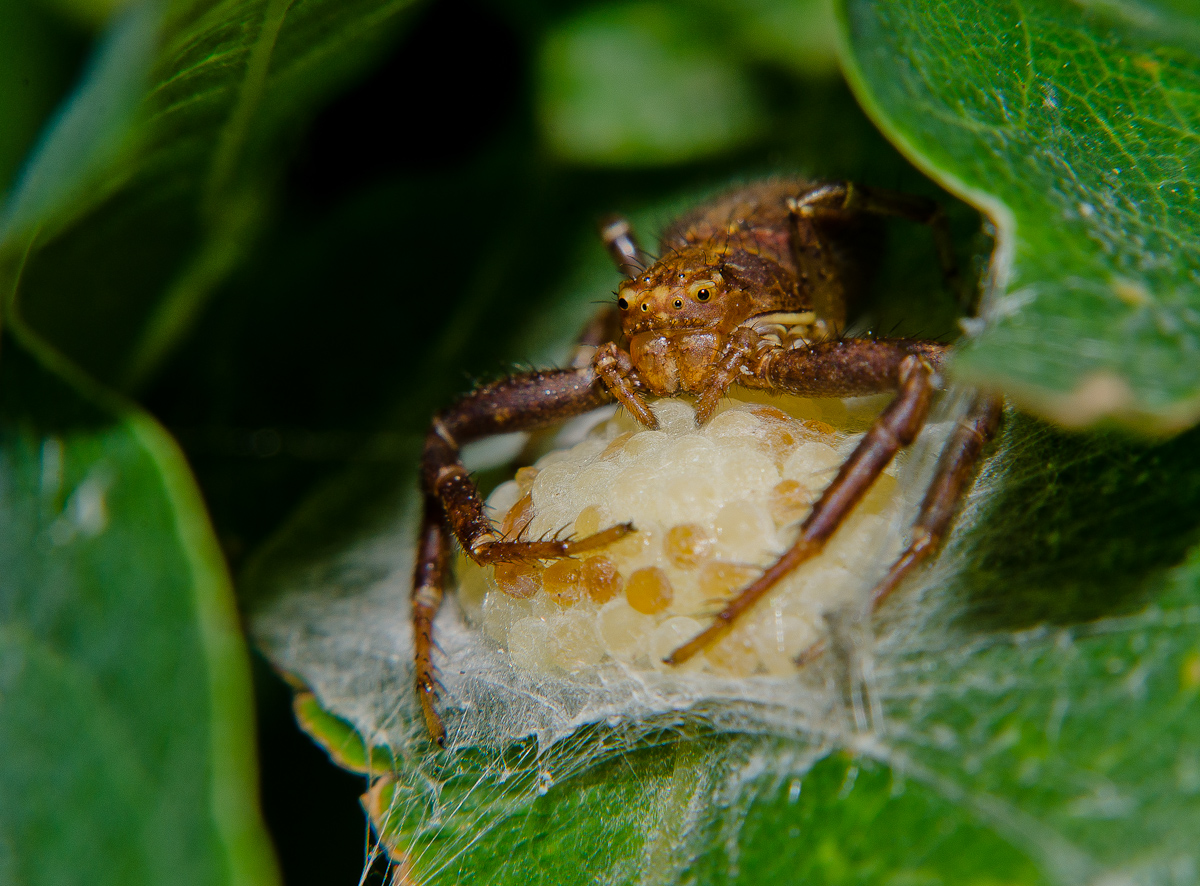 Guarding my eggs.