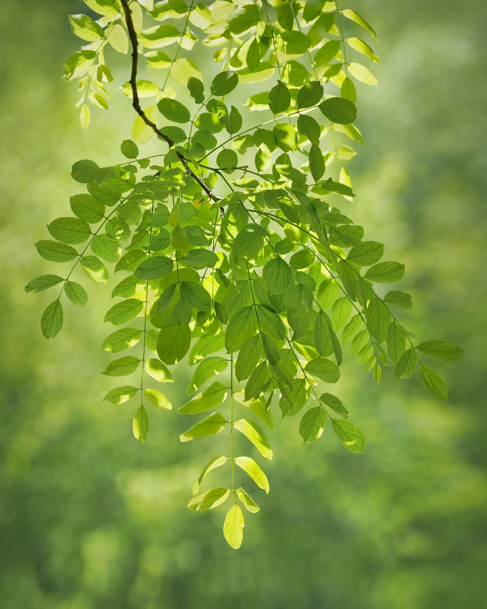 Leaves and Light