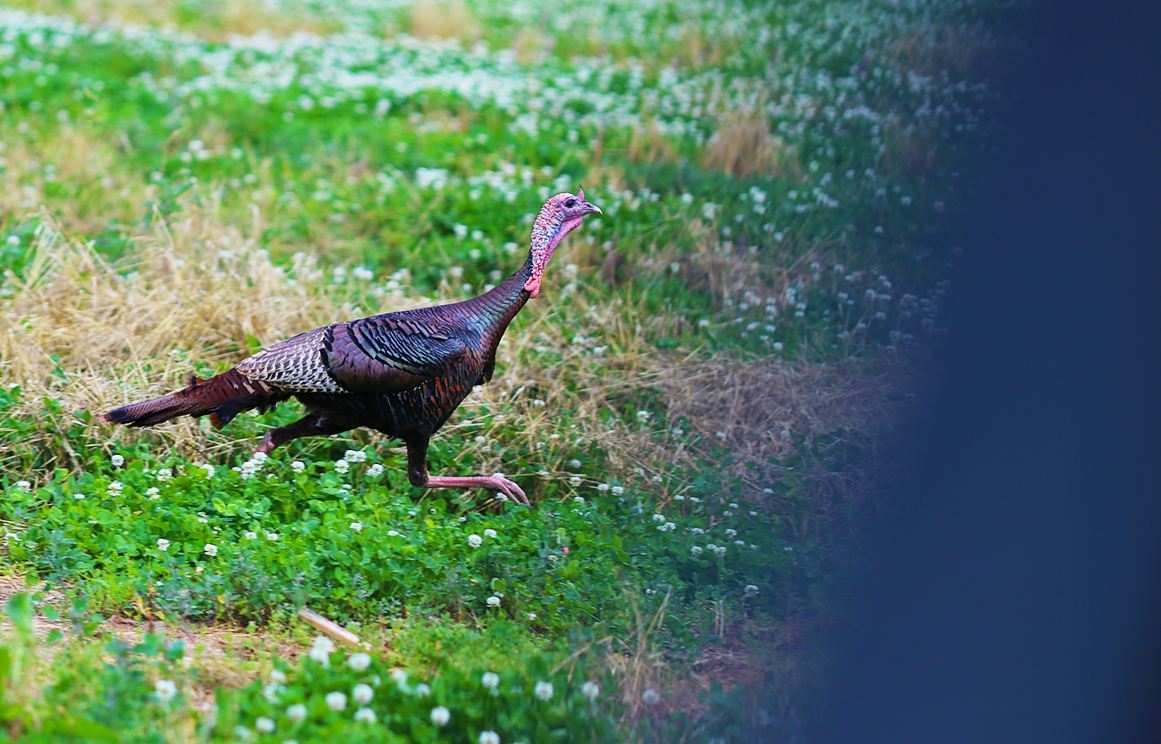 trotting technicolor turkey thru the far window