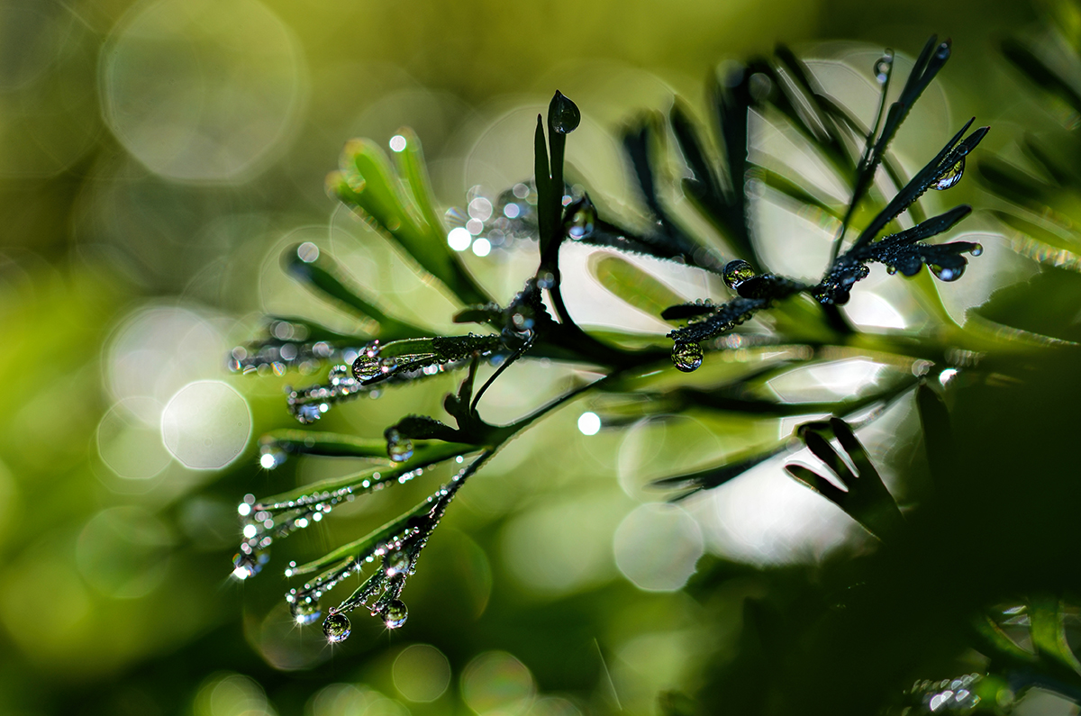 Dew