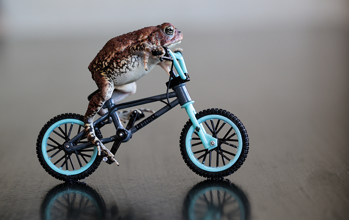 Toad Road Race