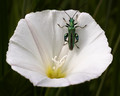 Thick-legged Flower Beetle