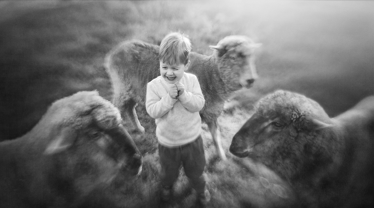 meeting sheep for the very first time