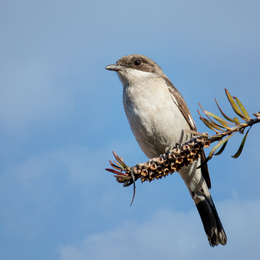 Out on a Limb