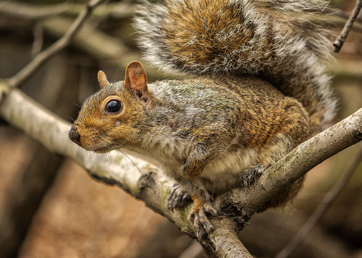 squirrel