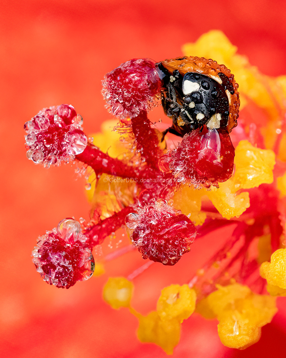 The Miraculous Ladybug In The Rain