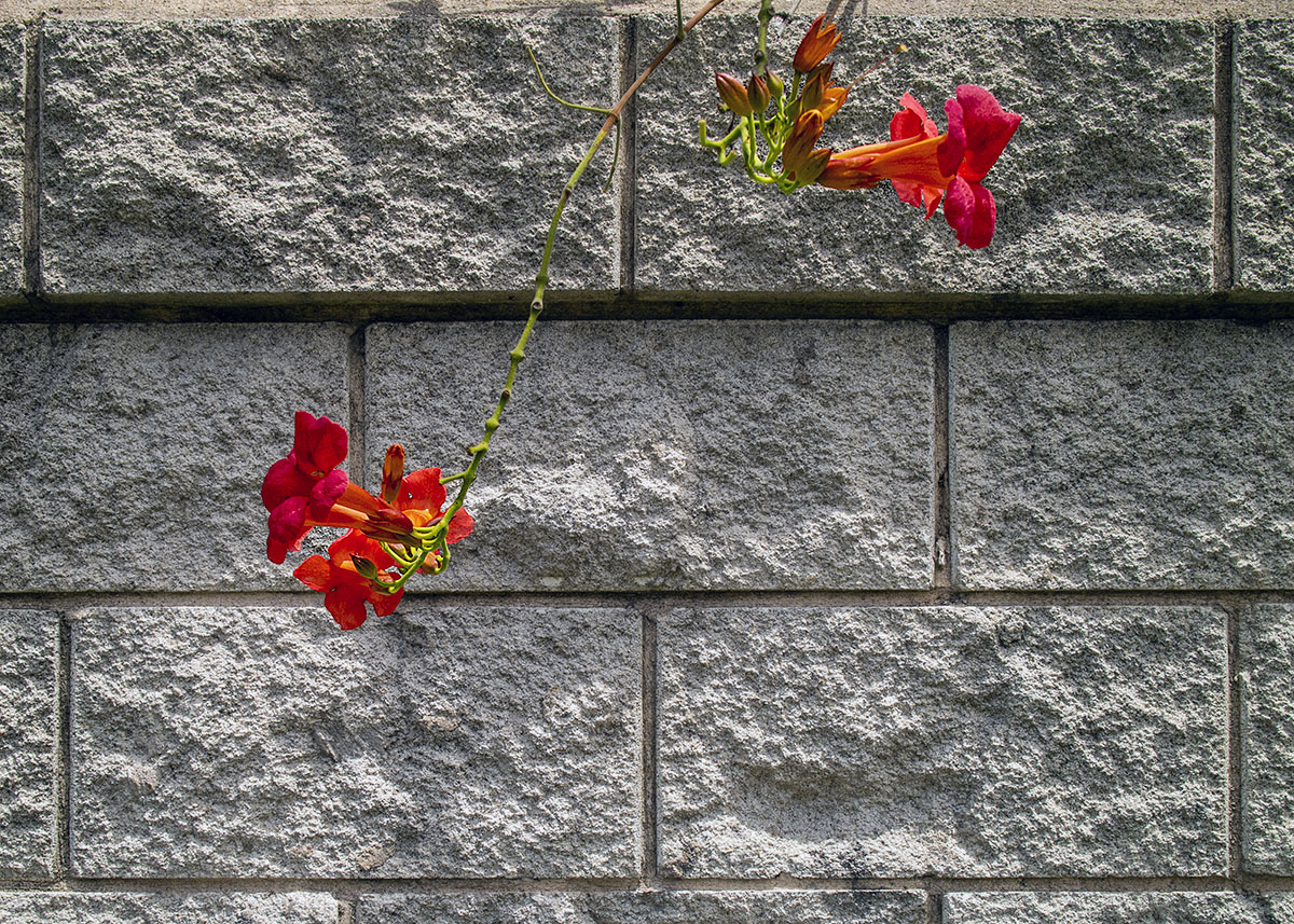 Flowers on the Wall