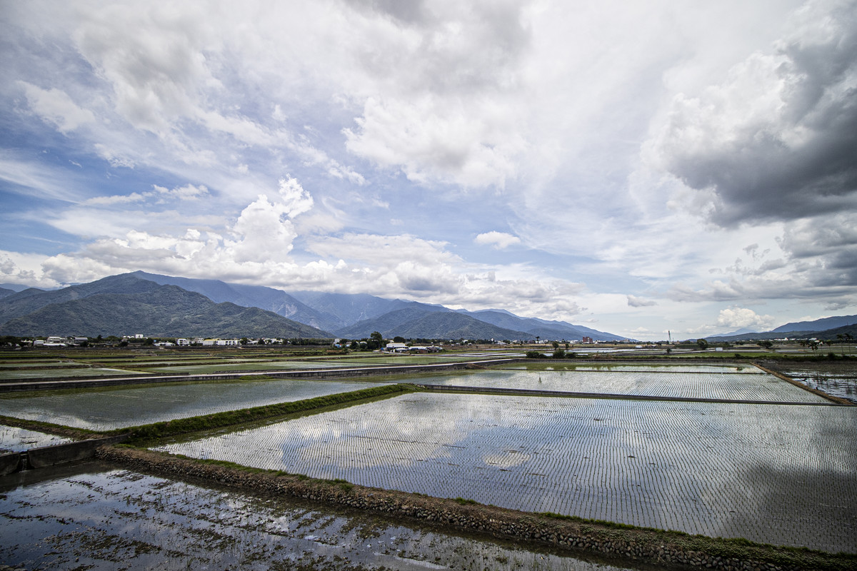 Yuli Rice Fields