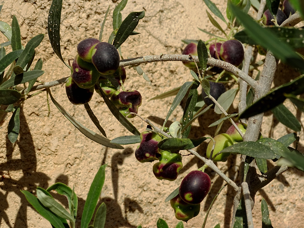 Olives in the Sun