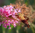 Hummingbird Clearwing Moth