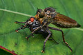 Predation