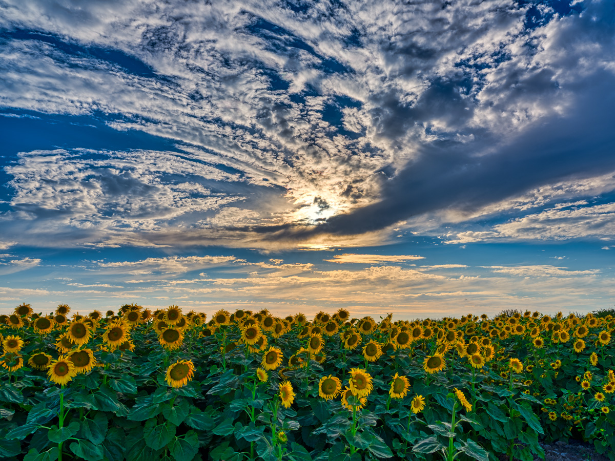 Sunflower Swirls