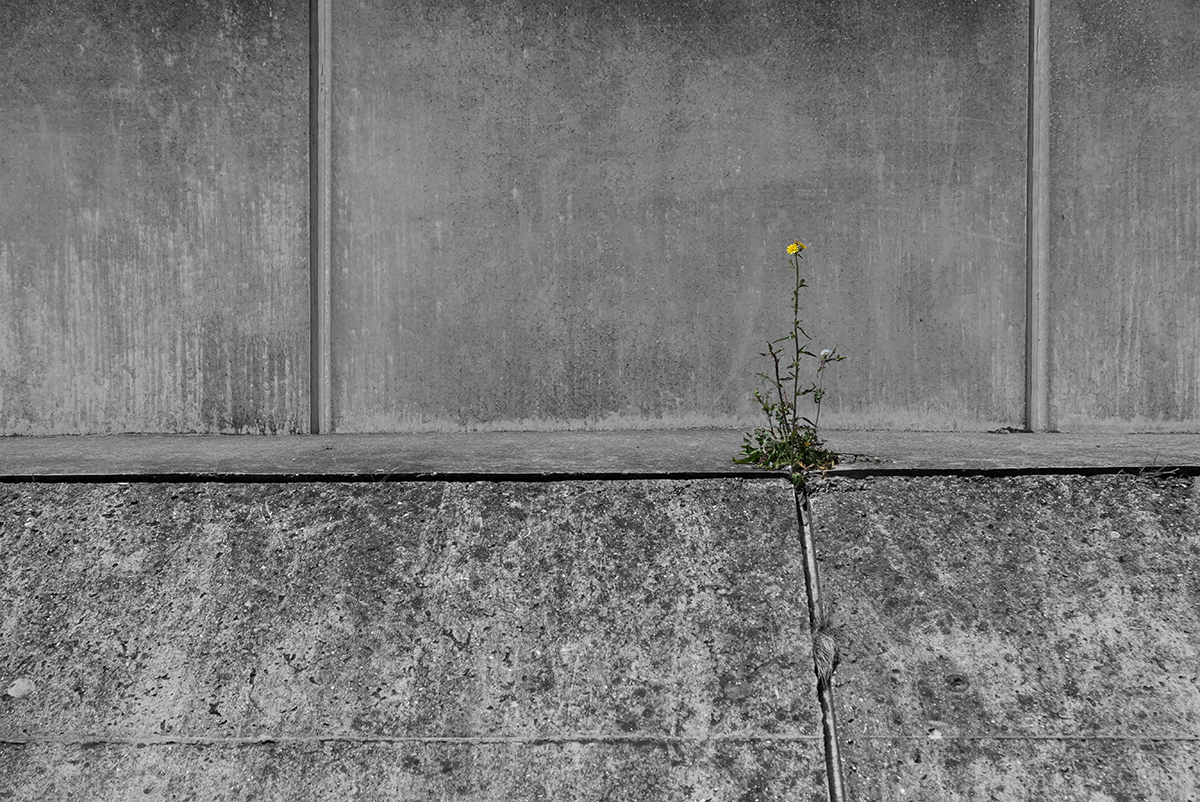 Concrete Flower