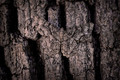 Silence of the Oaks