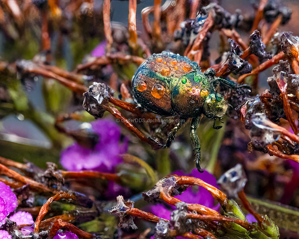A Beetle In A Butterfly Bush