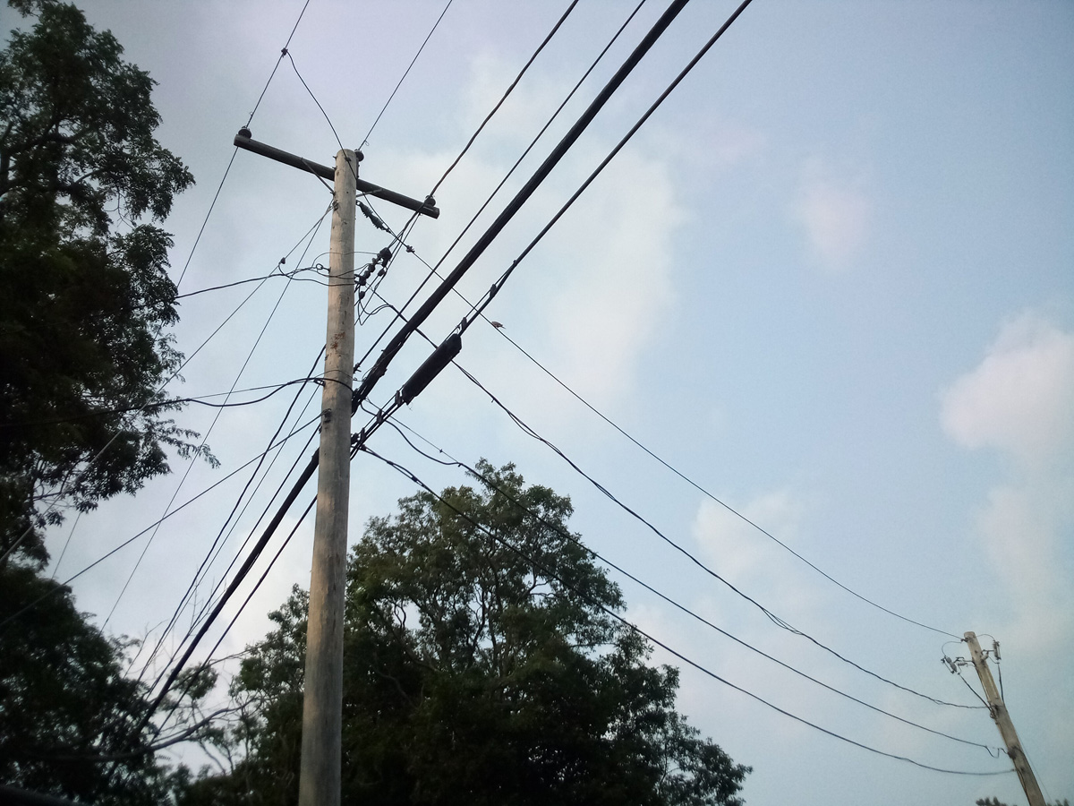 bird on a wire 