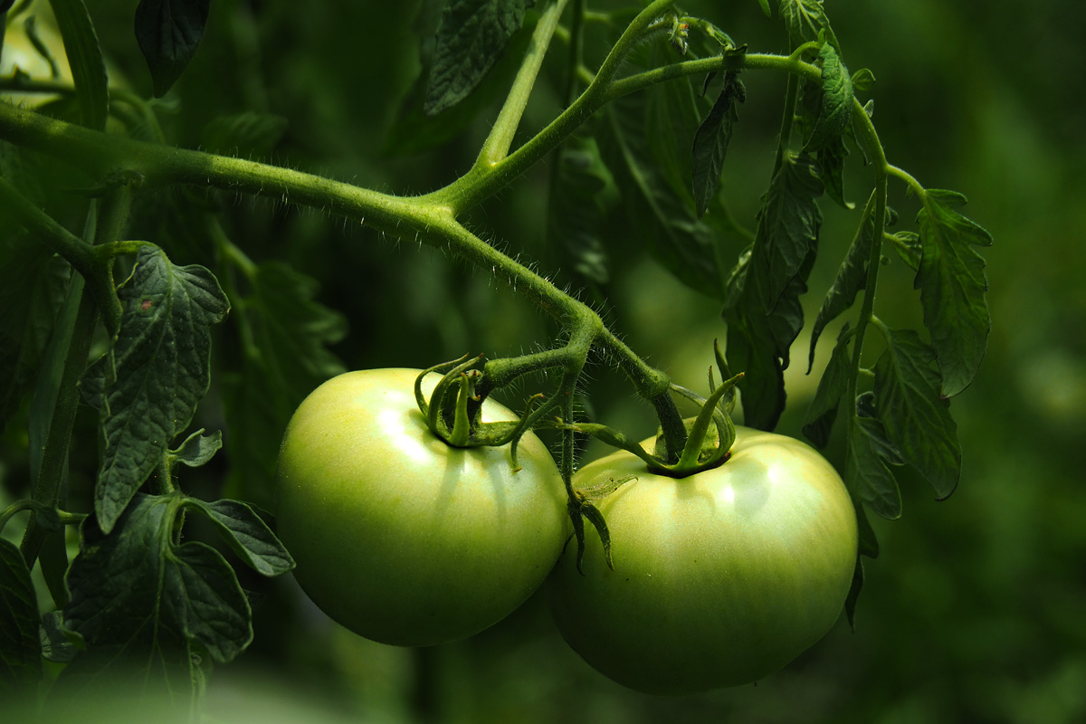 Green Tomatoes