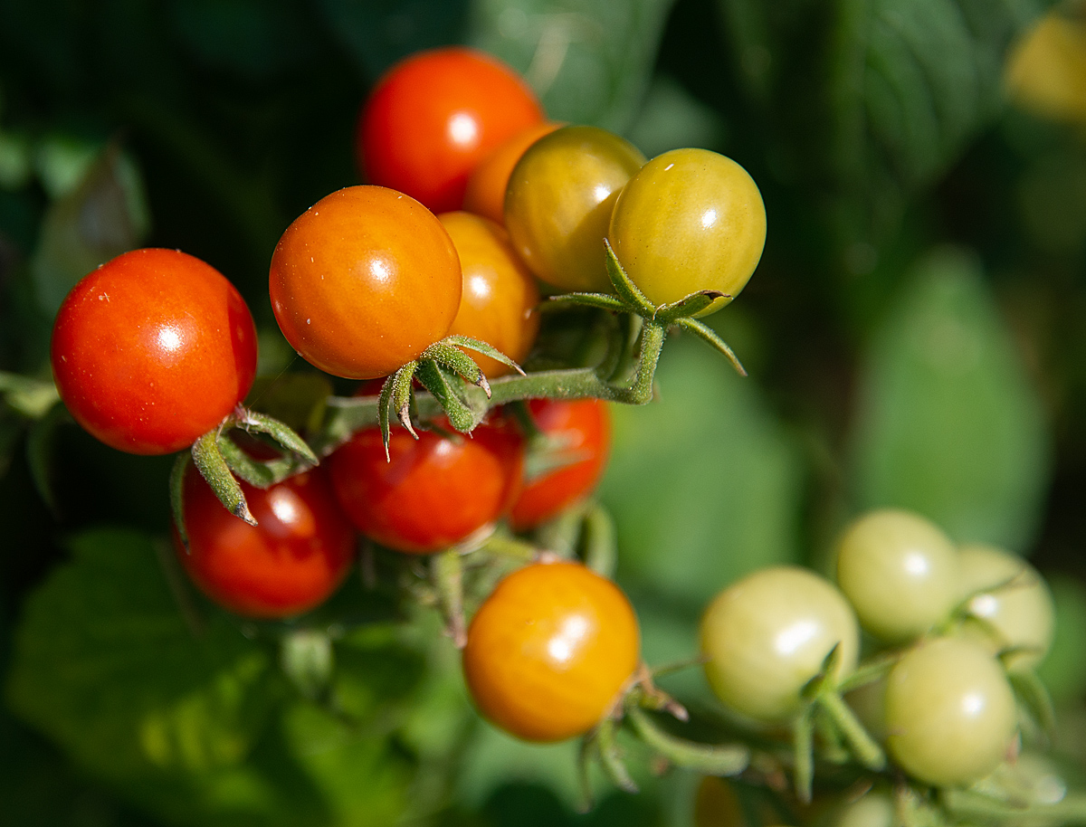 On the Vine