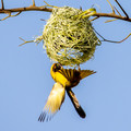 Weaver