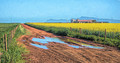 Canola Farm