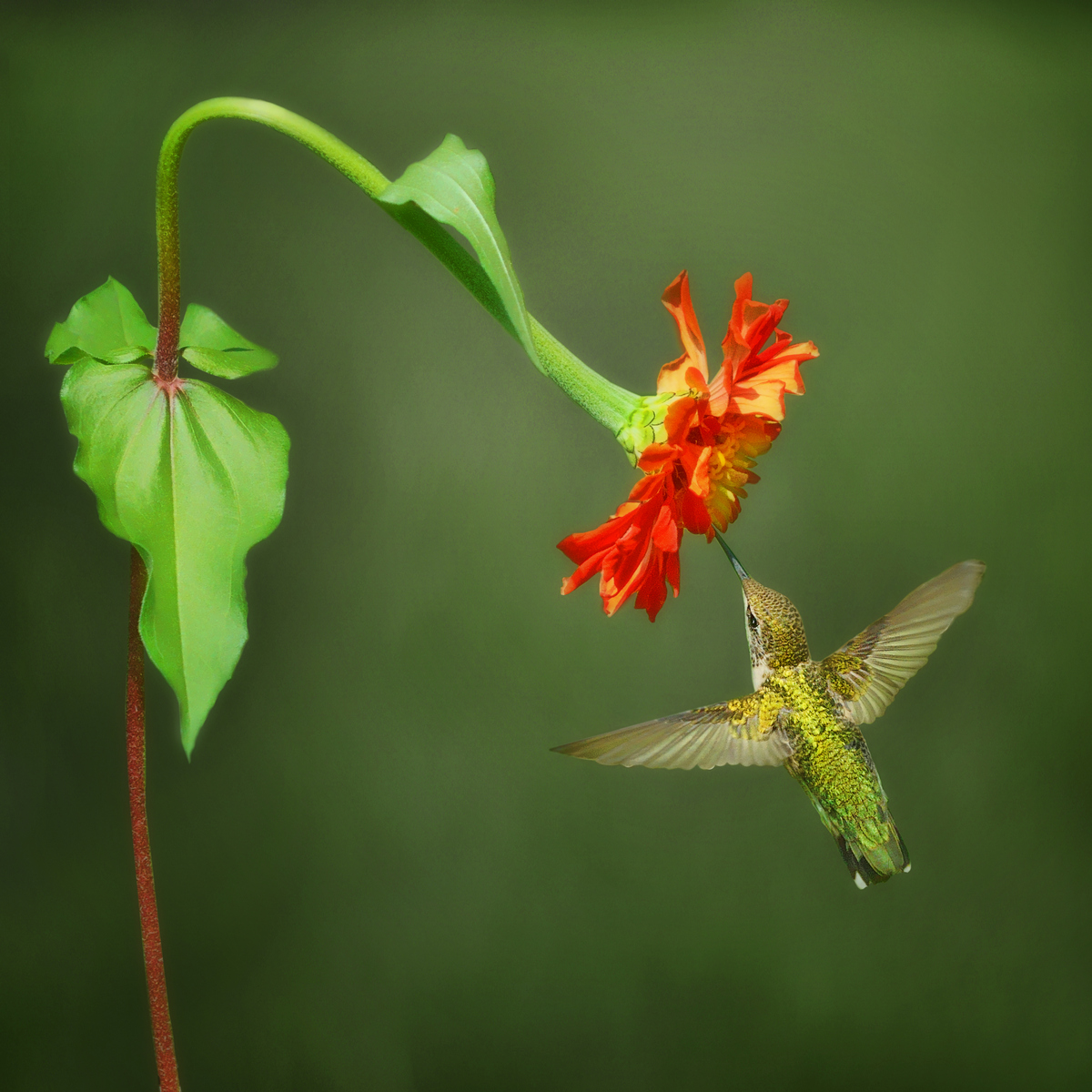 Below the Zinnia