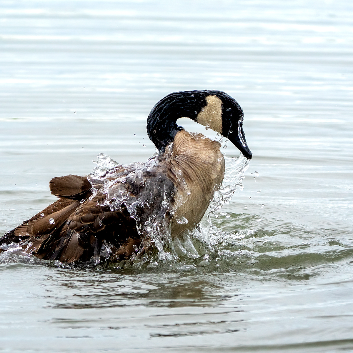 Bathing