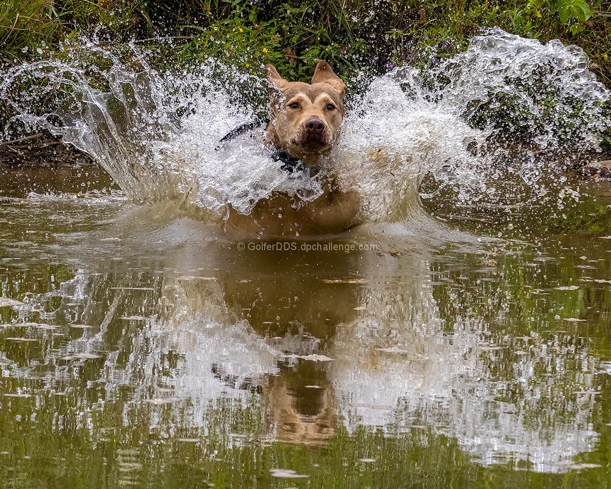 Working Dog