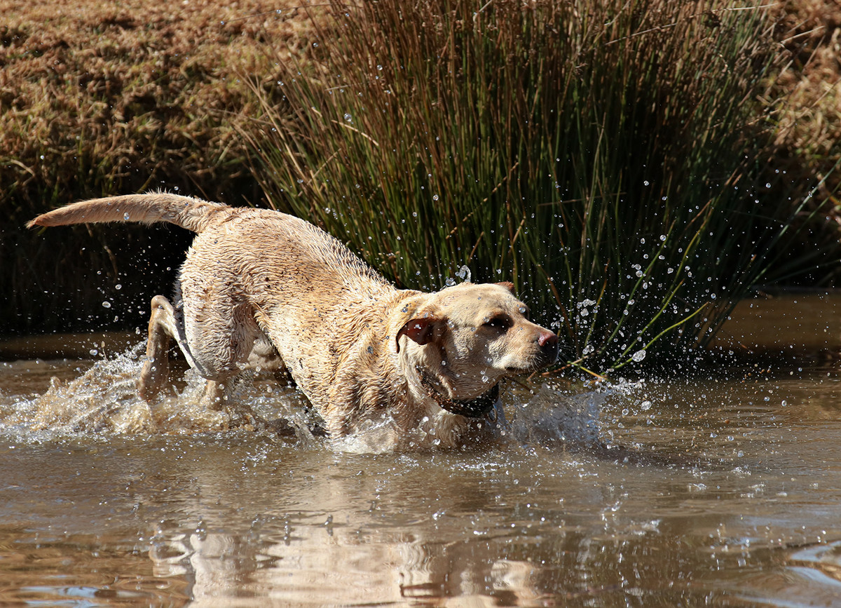 What Labradors do