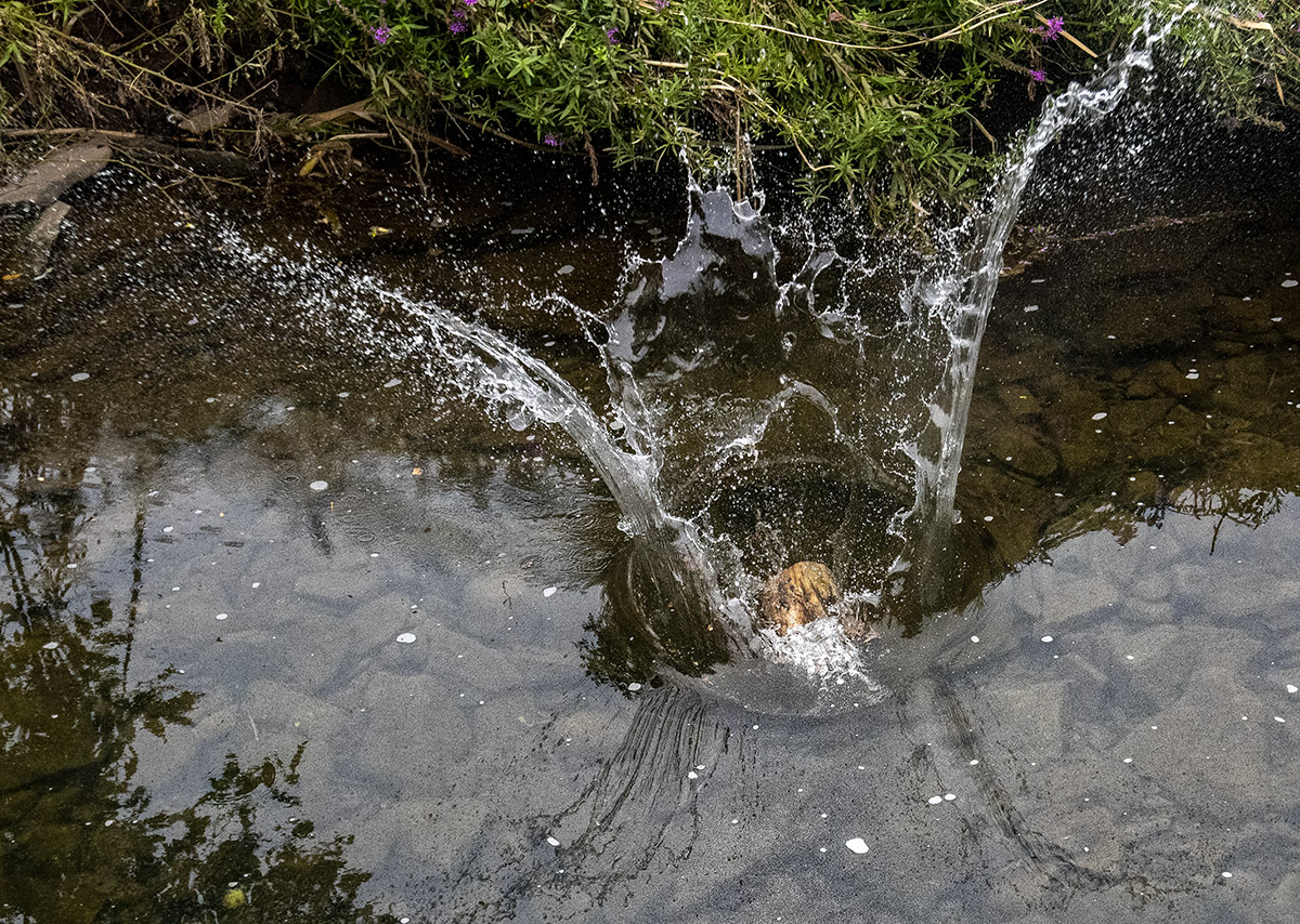 log dive