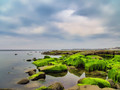 An Expanse of Algae