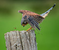 Kestrel with Wasp