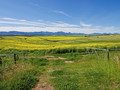 Canola Fields