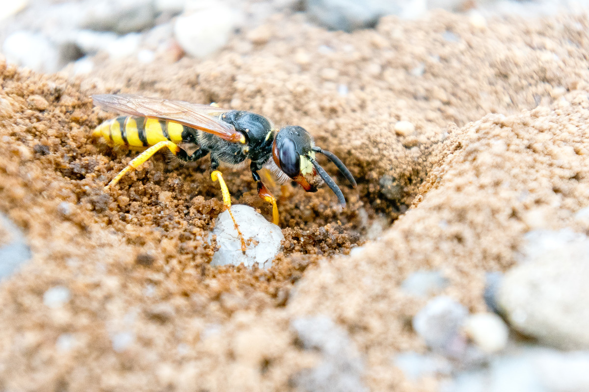 digging a hole