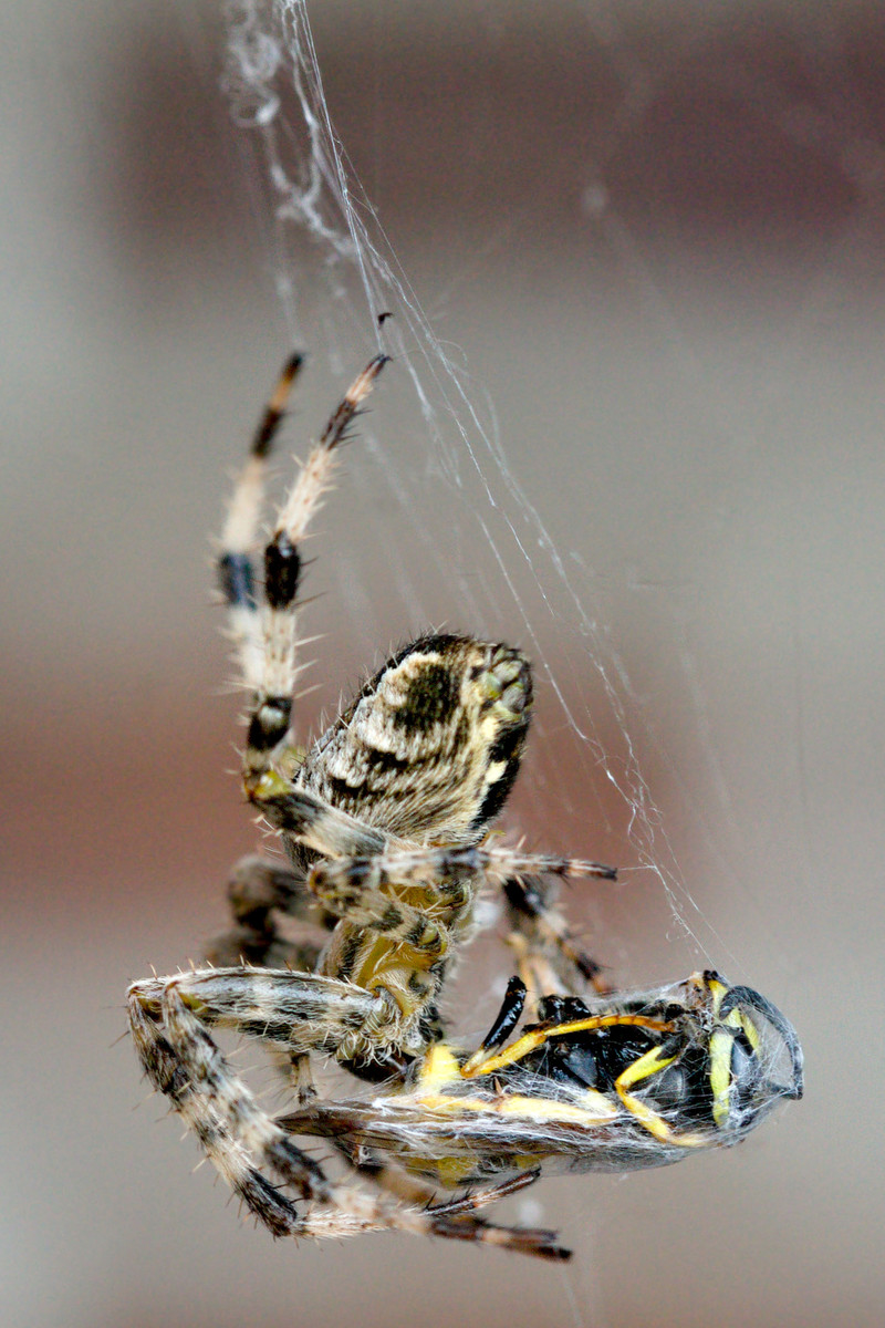 spider_eats_wasp