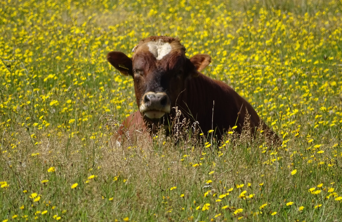 Portrait of a Cow