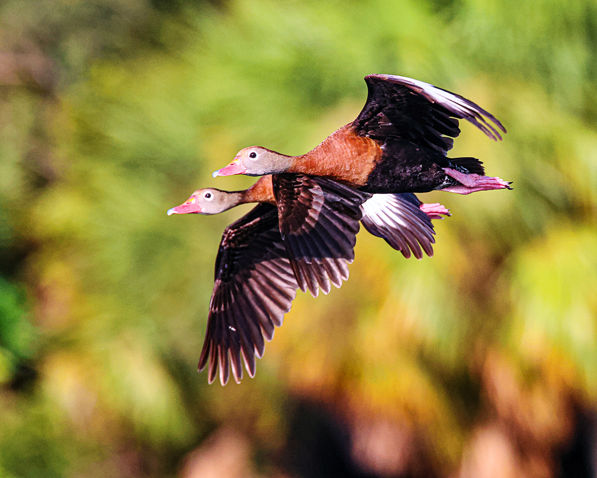 Duck Flight