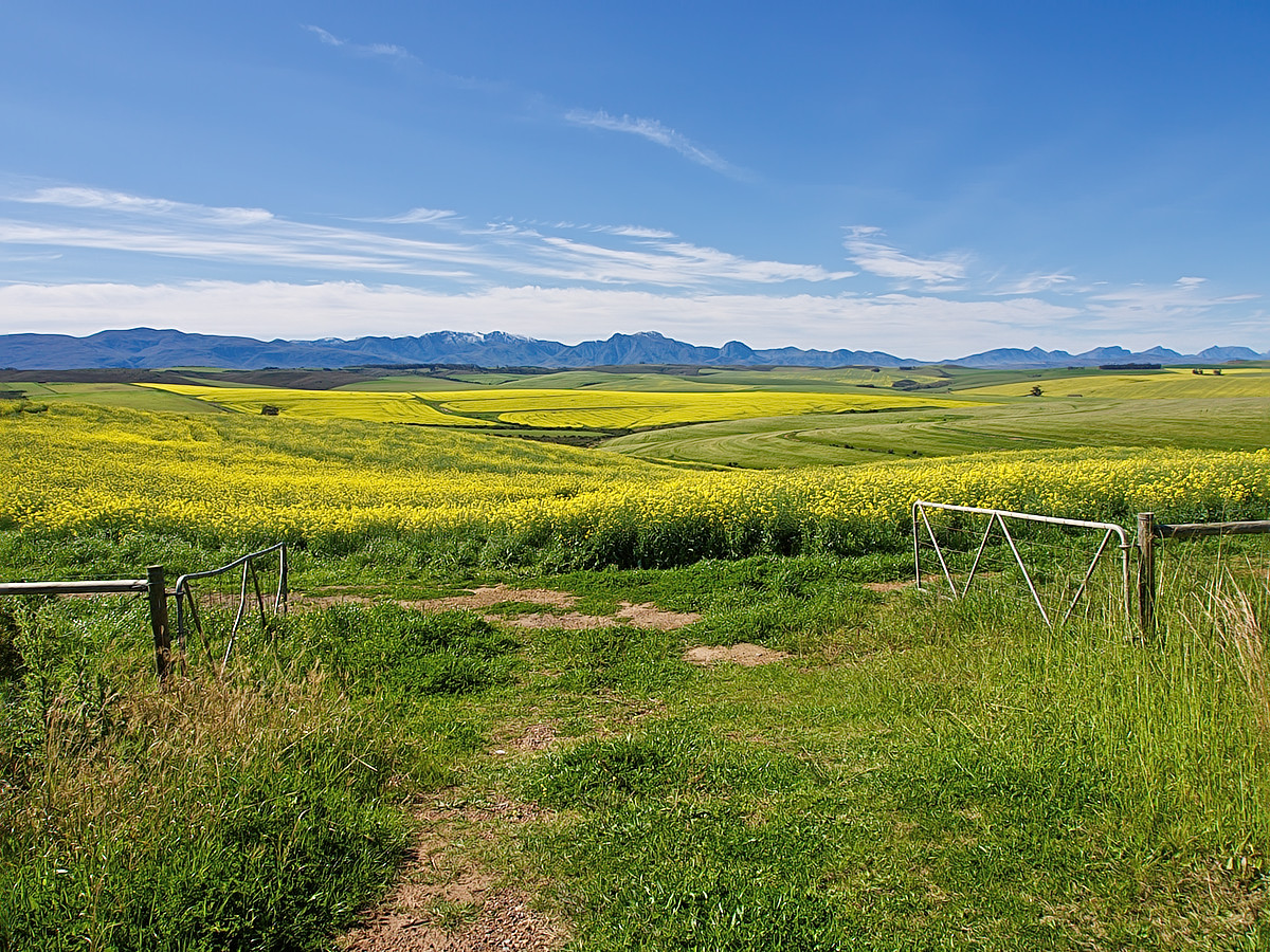 Canola Fields