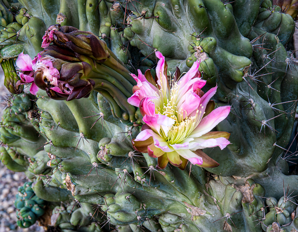 Cactus and Flower