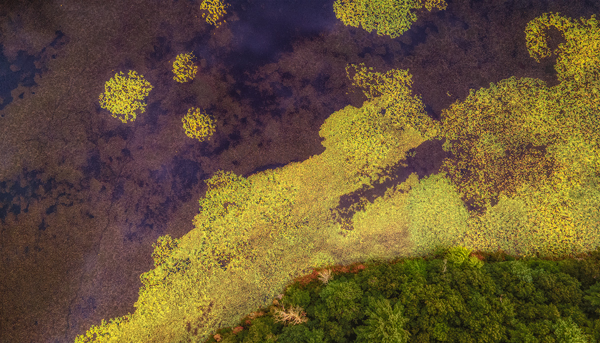 The Swamp