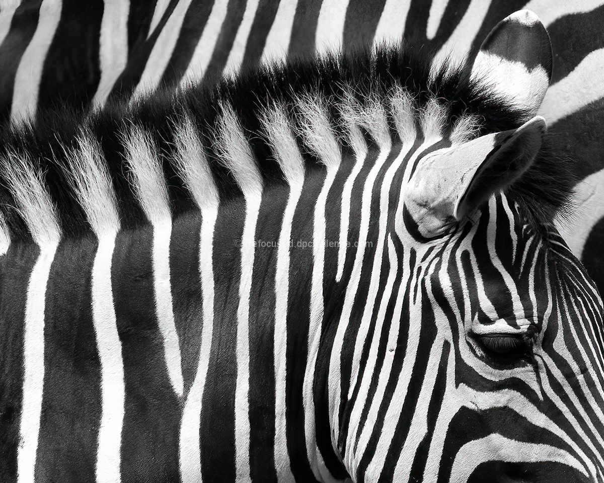 Black And White
