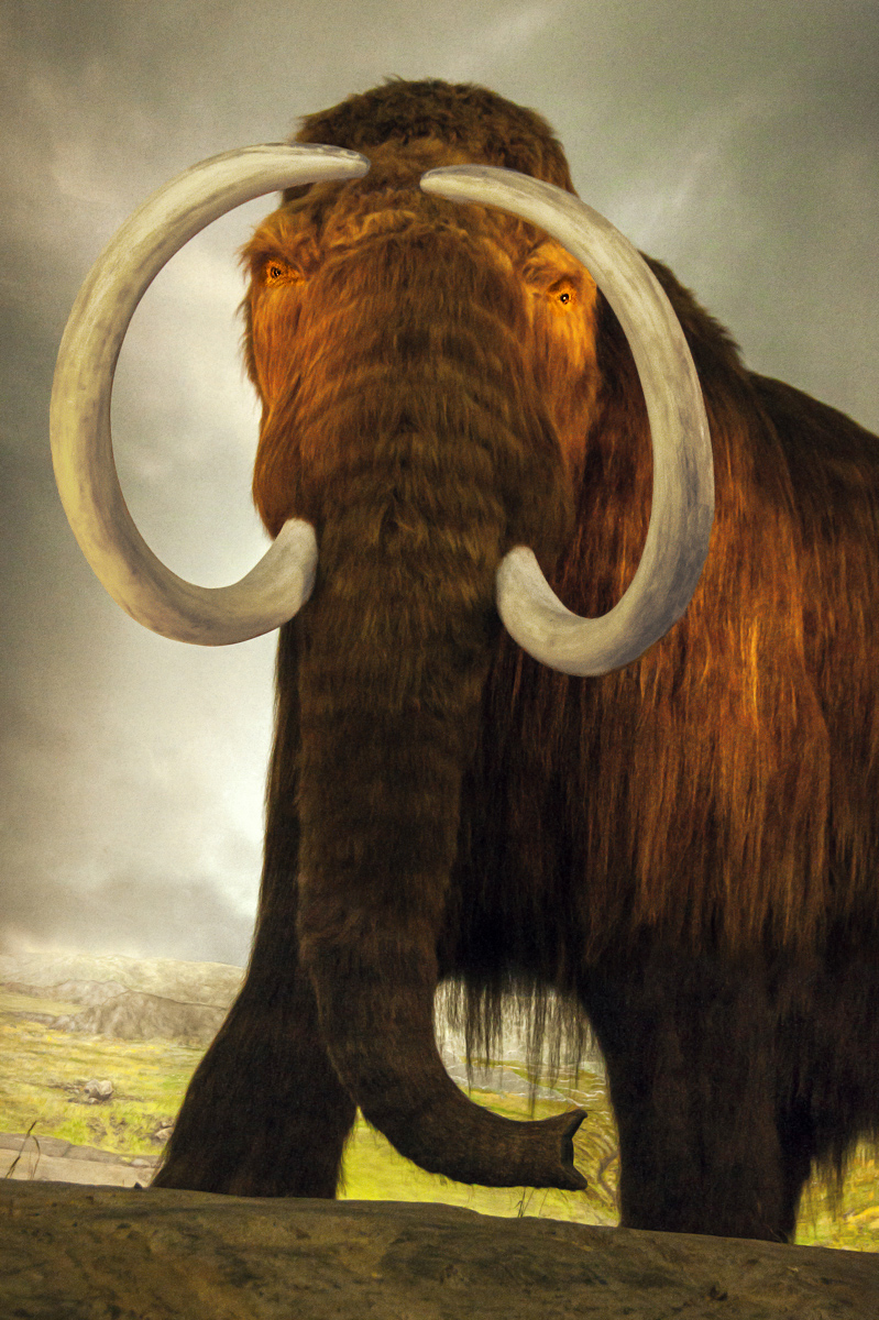 Woolly the Mammoth