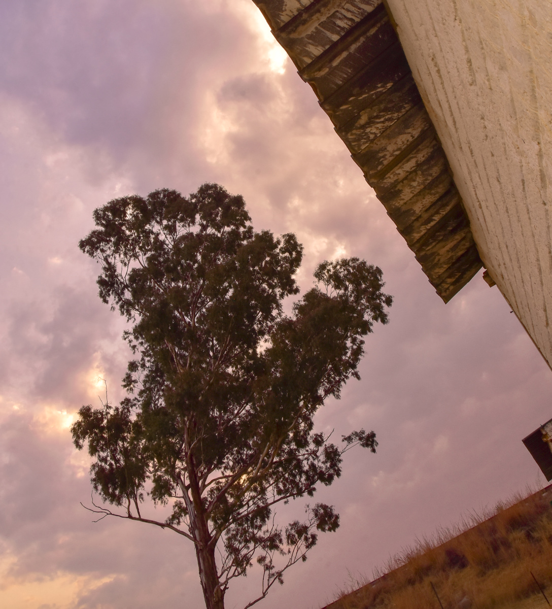 Tree behind the house