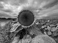 black hole sun