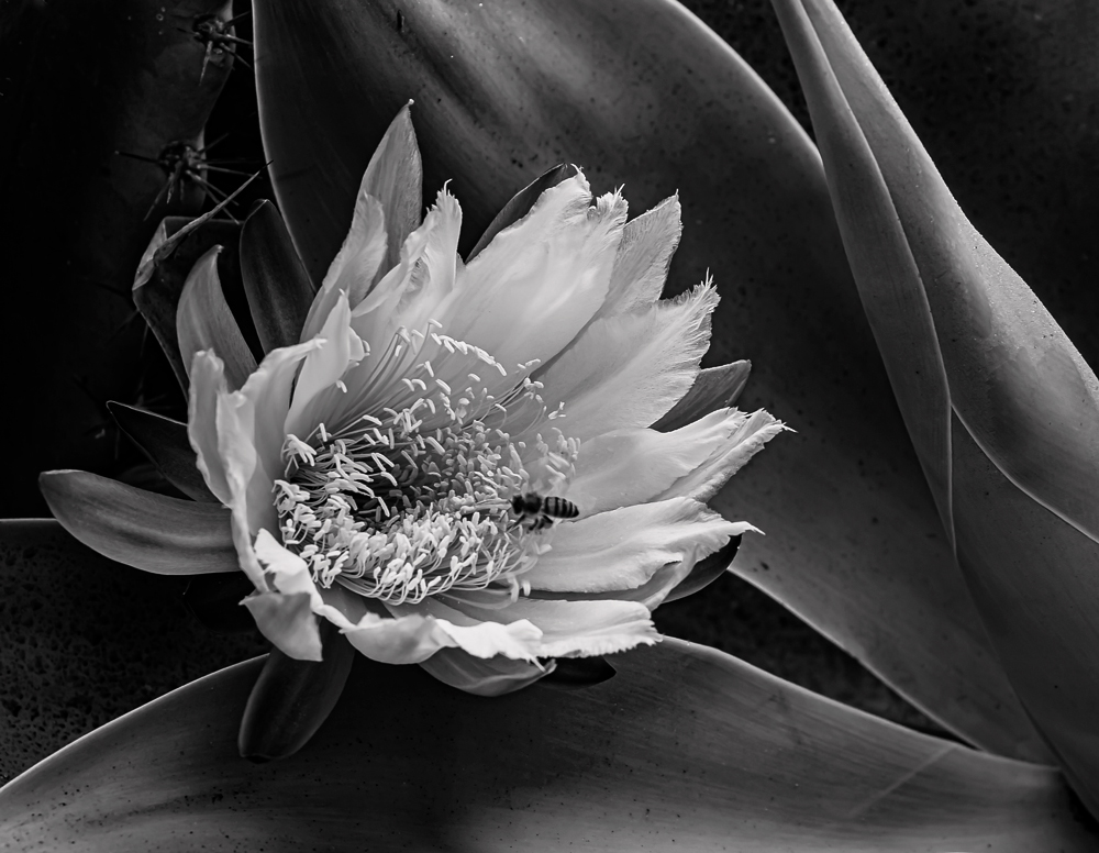 Agave and Cactus Flower