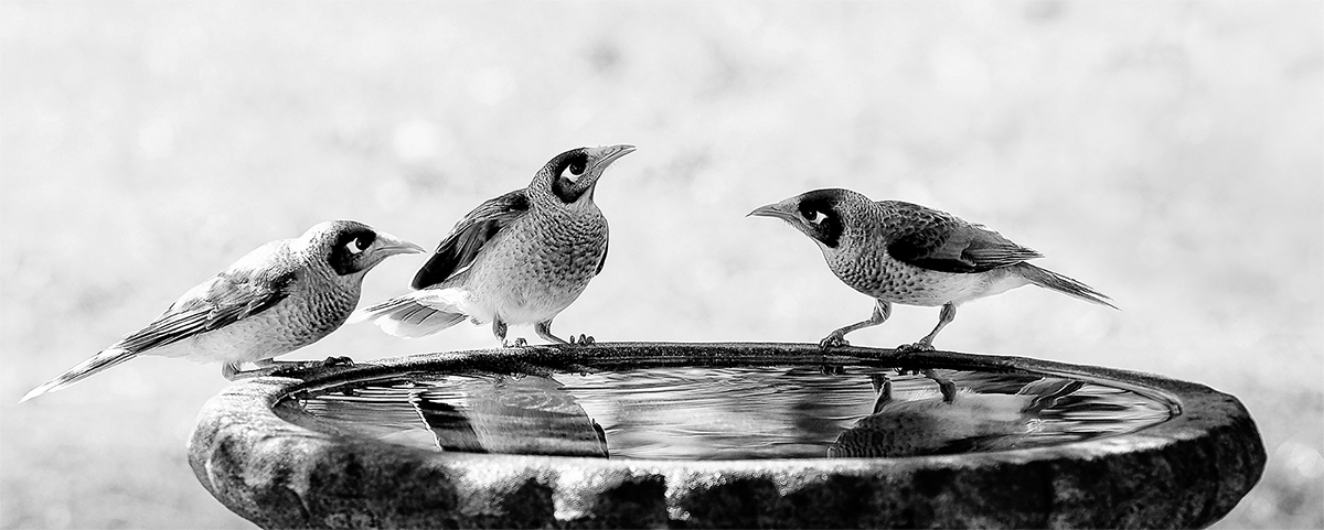 a meeting at the birdbath