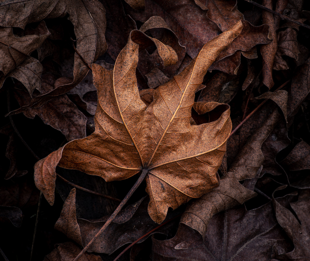 Fallen