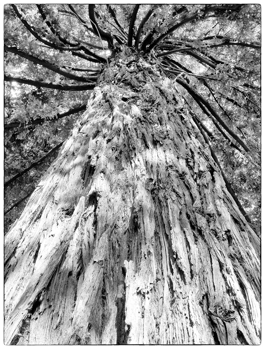 oak