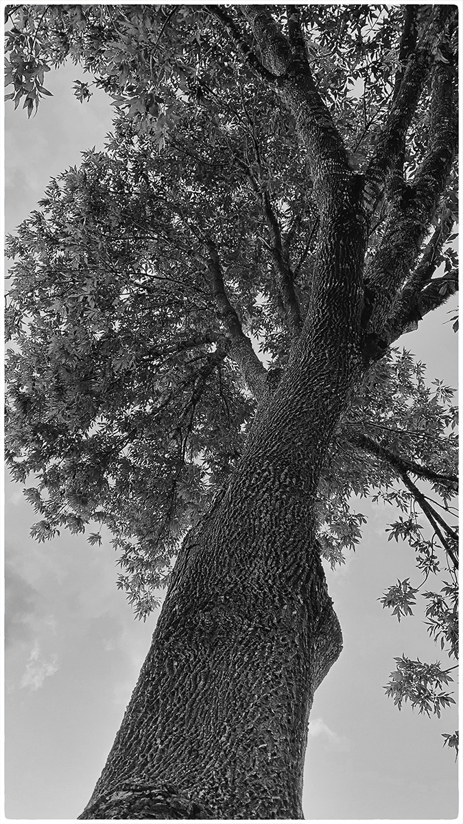 The Tree That Reached the Sky