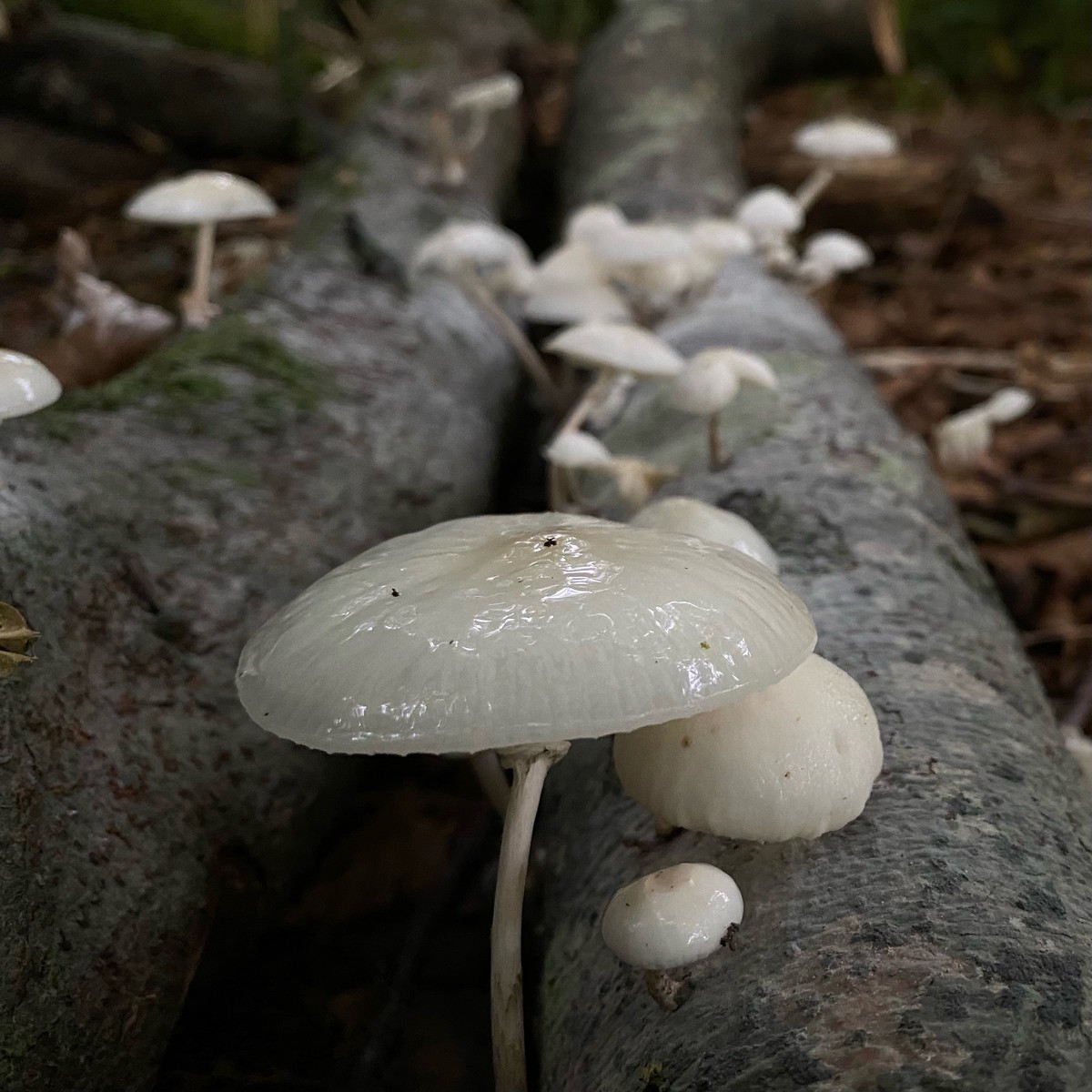 Shiny Fungi